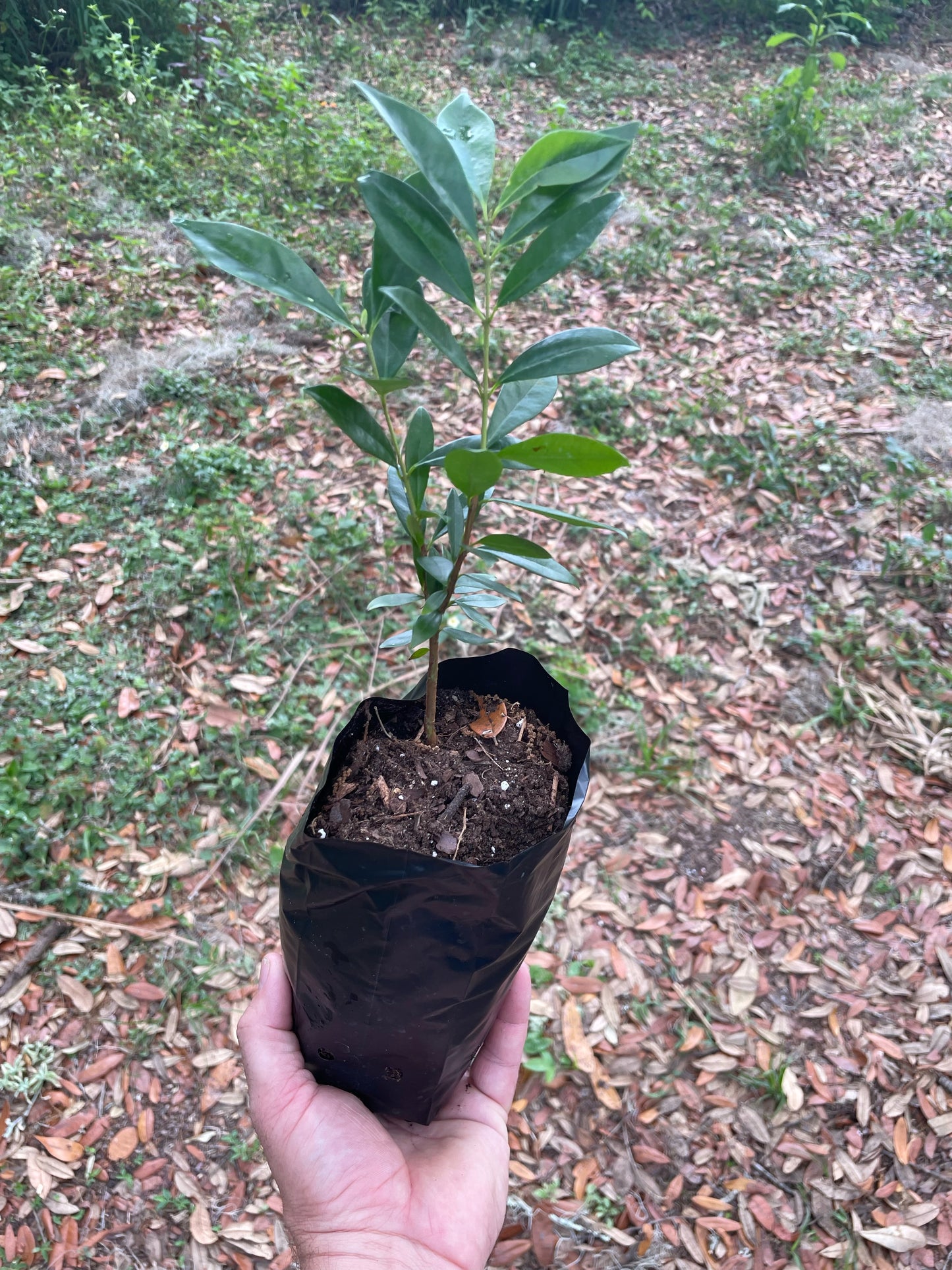 Cherry of the Rio Grande - Eugenia Involucrata - Buy seedling