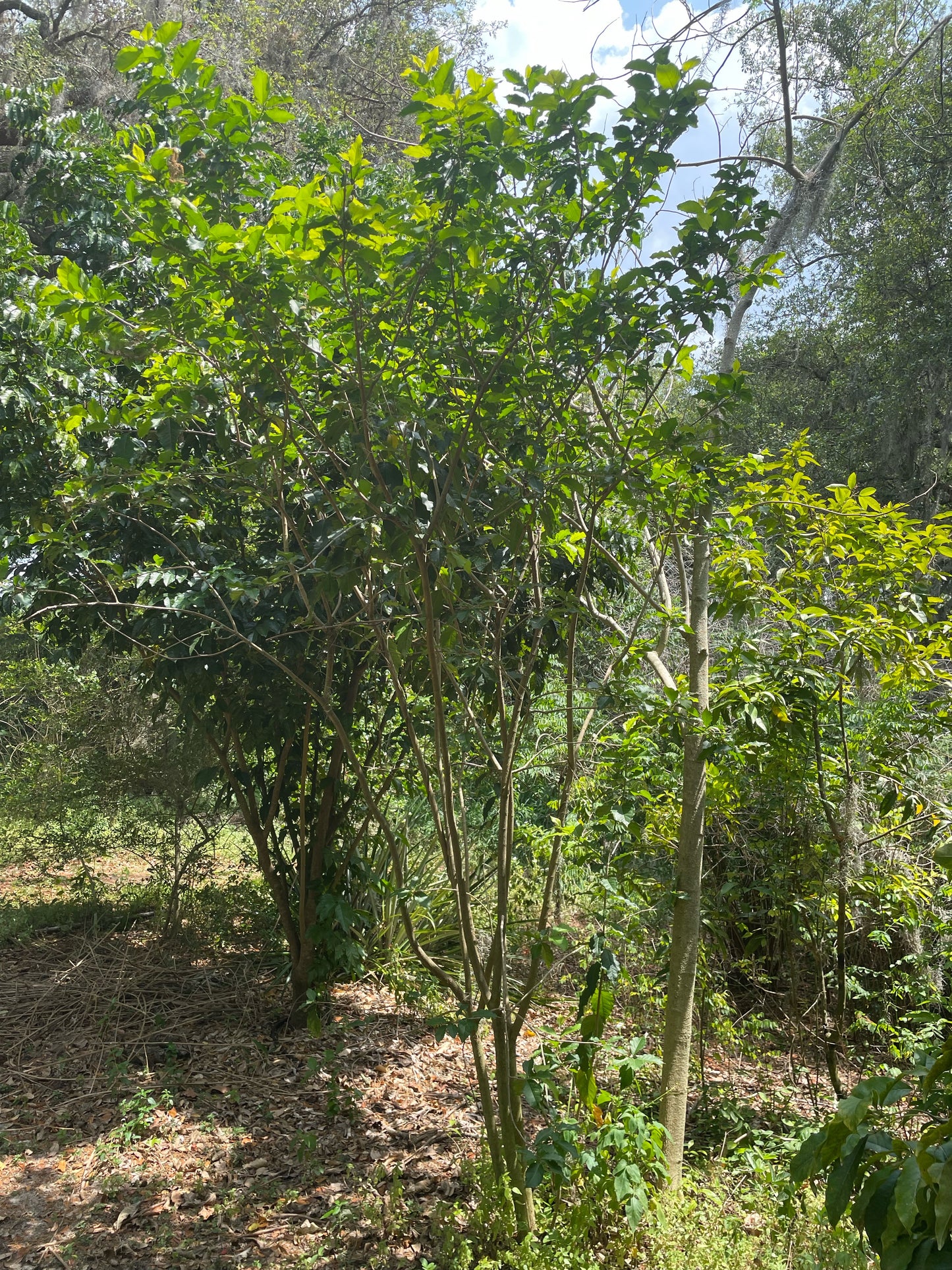 Peanut Butter Fruit Tree - Bunchosia sp. Buy seedling