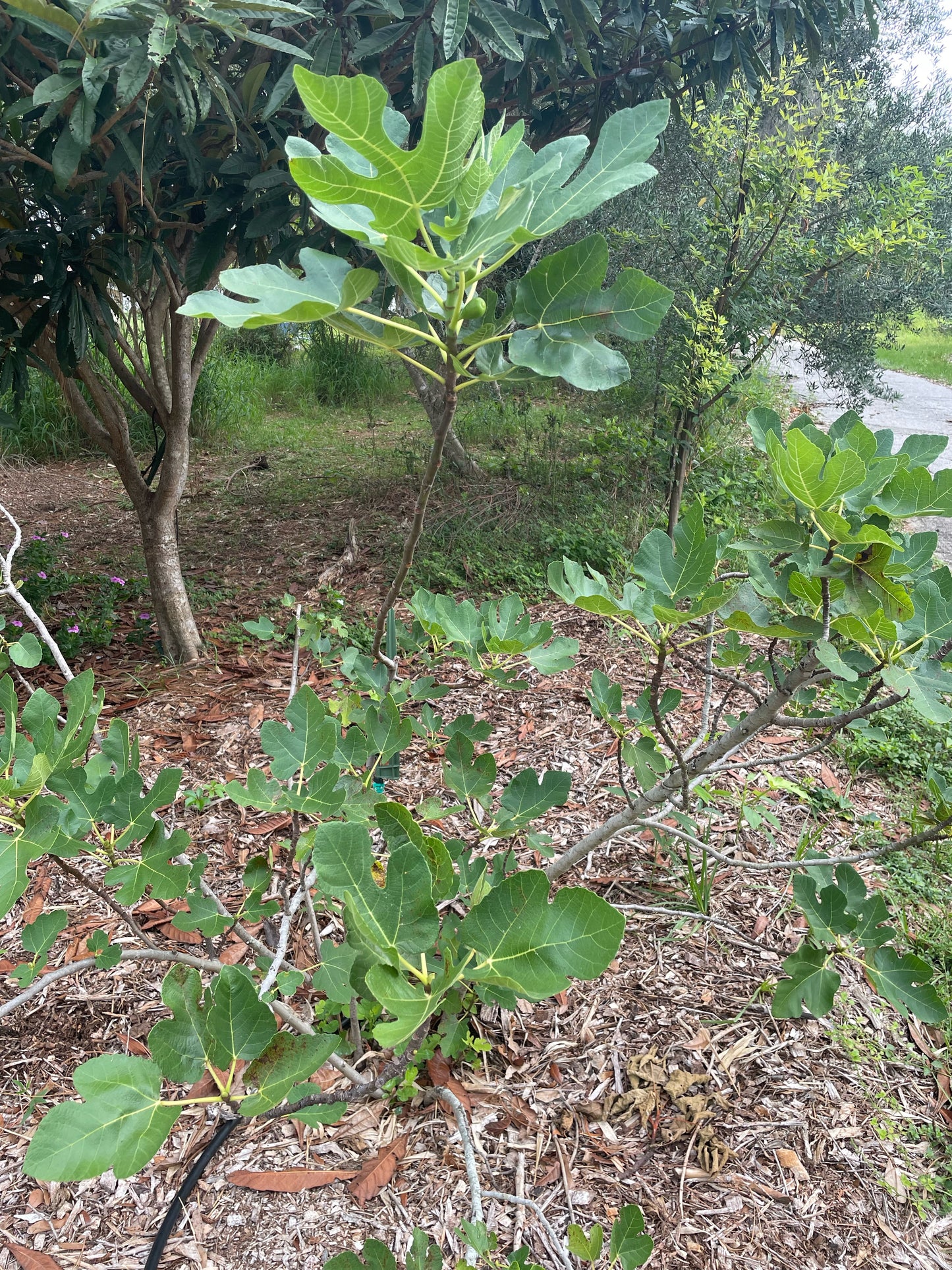 LSU Purple Fig - Buy Fig Tree