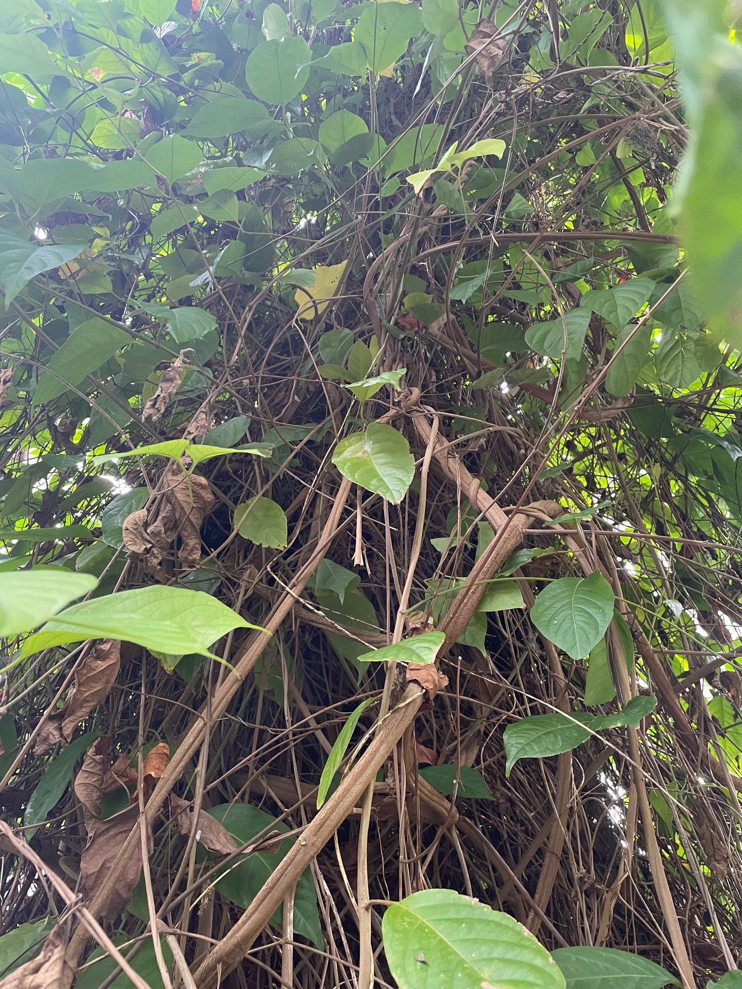 Yage/Caapi Vine - Banisteropsis caapi - Buy Ayahuasca/Traditional use vine