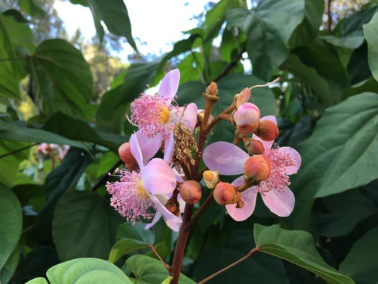 Annatto / Achiote - Bixa orellana