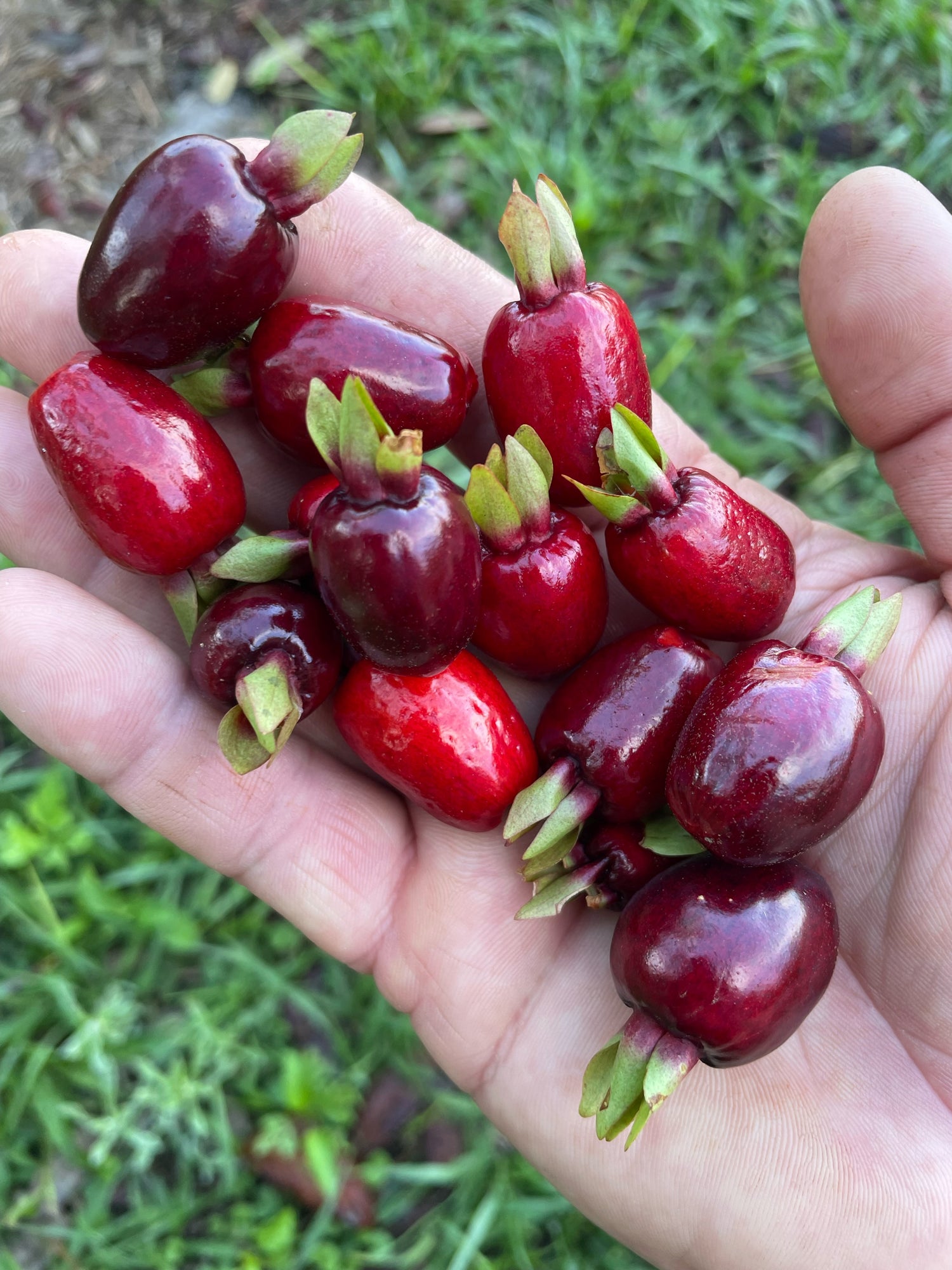 Fruiting Trees and Shrubs