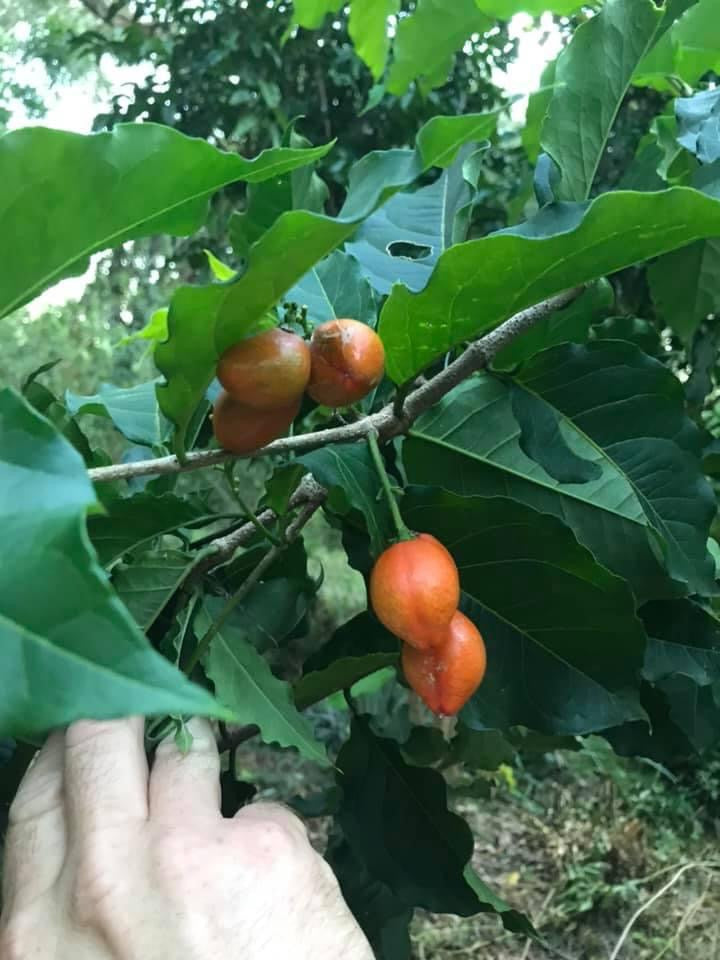 Peanut Butter Fruit Tree - Bunchosia sp. Buy seedling