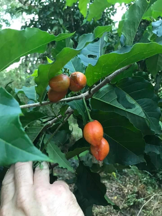 Peanut Butter Fruit Tree - Bunchosia sp. Buy seedling