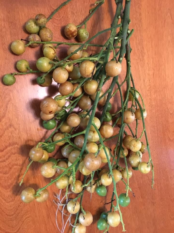 Wampee/Wampi - Clausena lansium Buy seedling