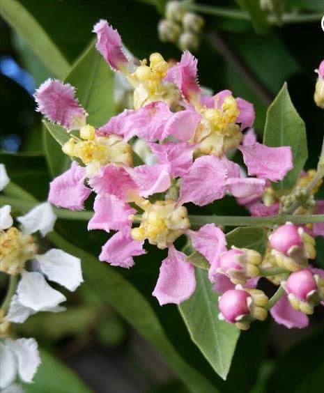 Yage/Caapi Vine - Banisteropsis caapi - Buy Ayahuasca/Traditional use vine