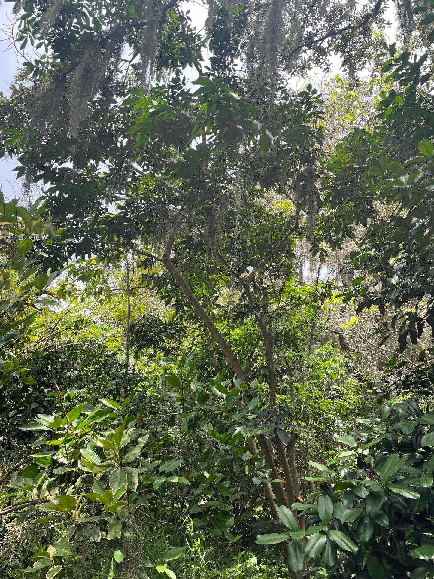 Ice Cream Bean - Inga sp.