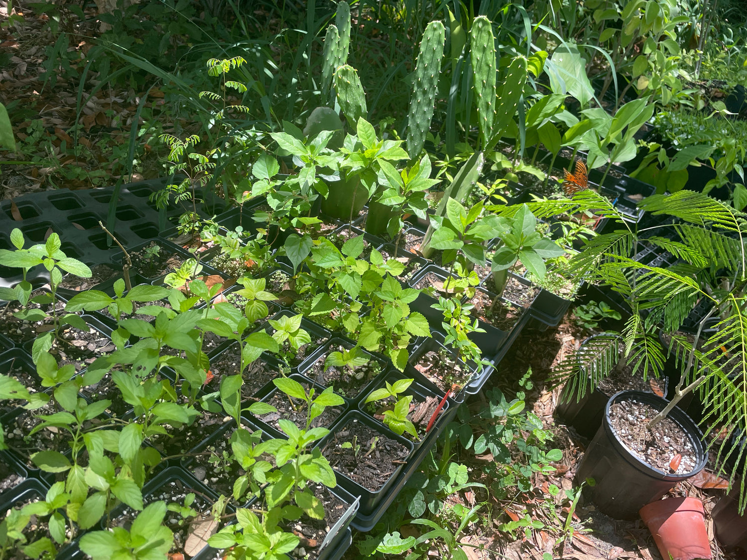 Herbs- Culinary and Medicinal/Traditional