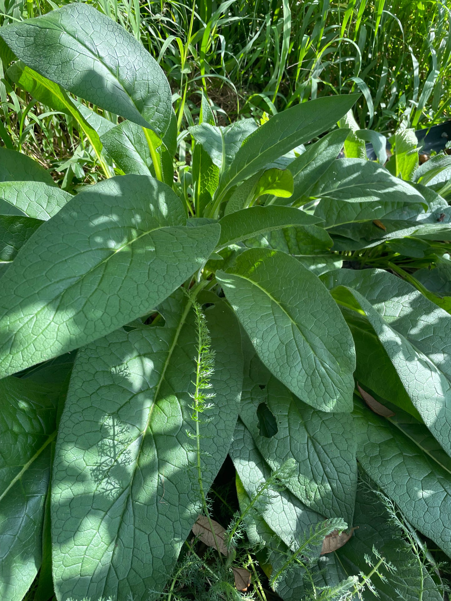 Comfrey - Symphytum sp. -  non spreading type
