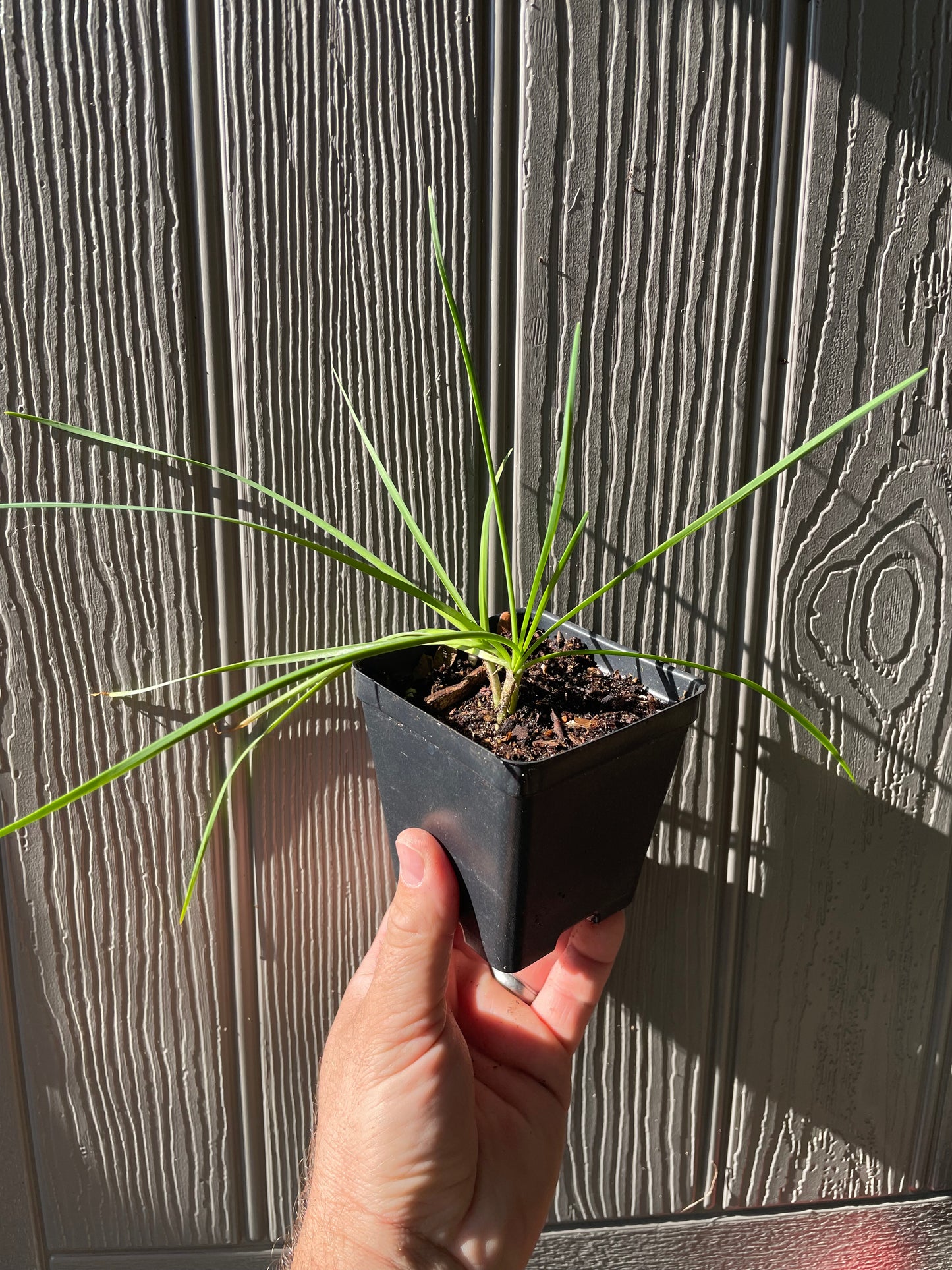 Maria's Guatemalan/365 Chive - Allium sp.