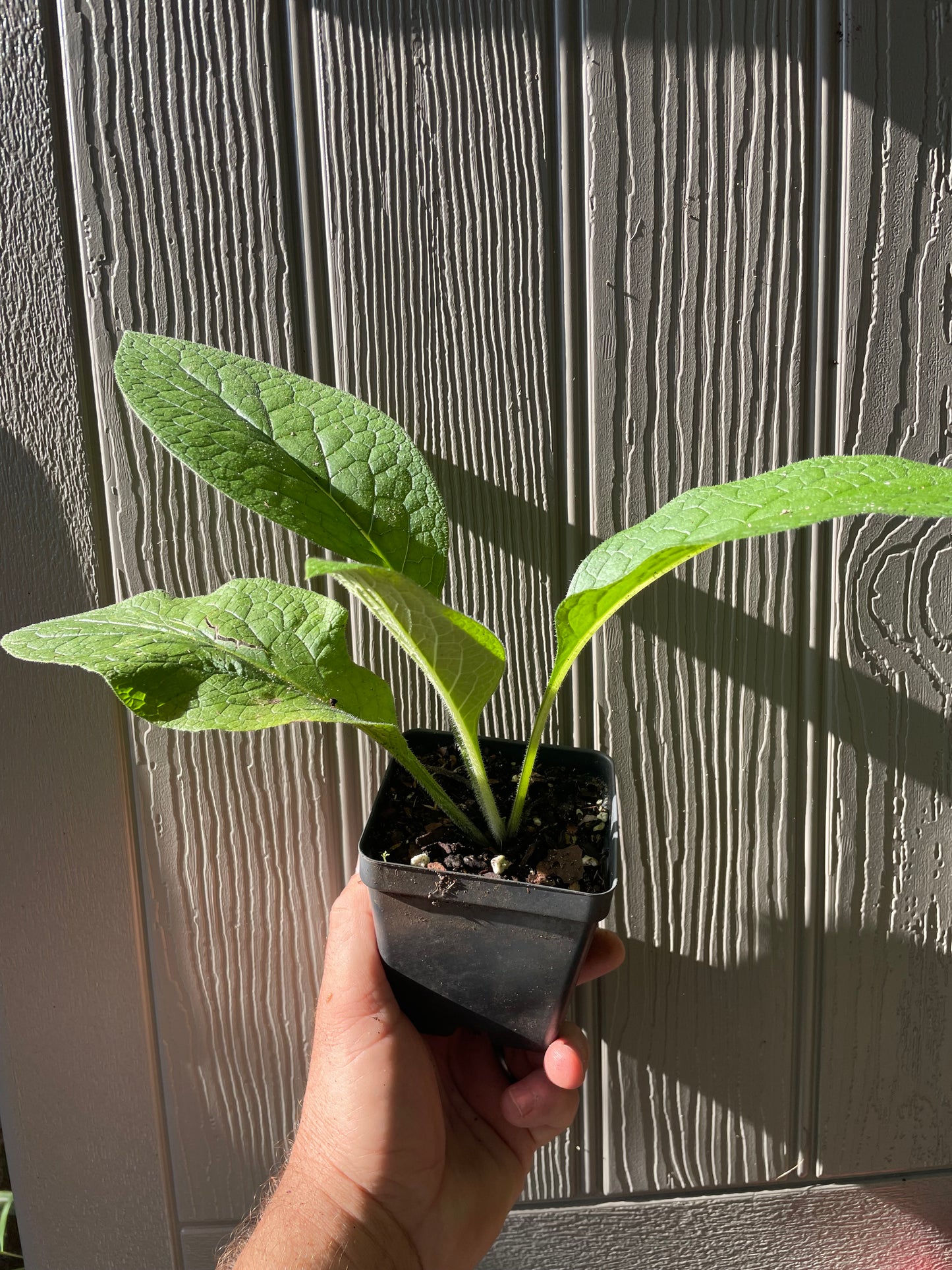 Comfrey - Symphytum sp. -  non spreading type