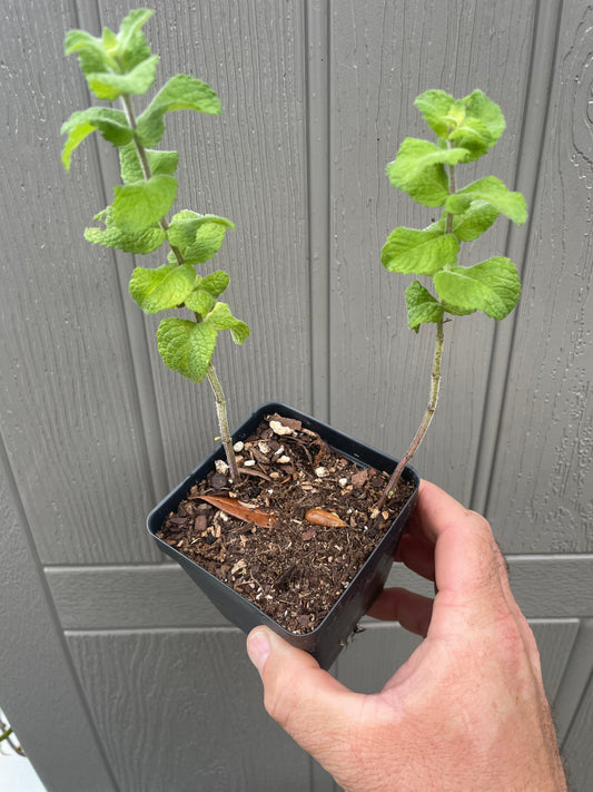 Egyptian Mint - Mentha nilaca