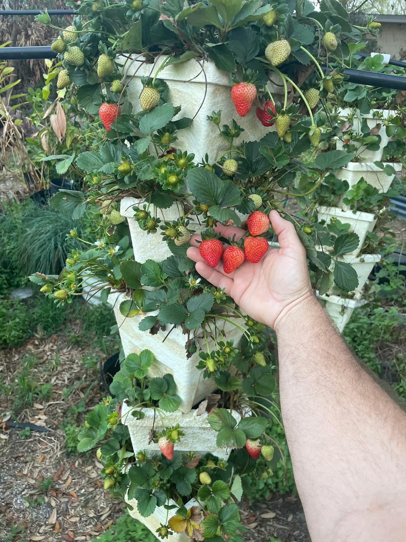 Fruiting Trees and Shrubs