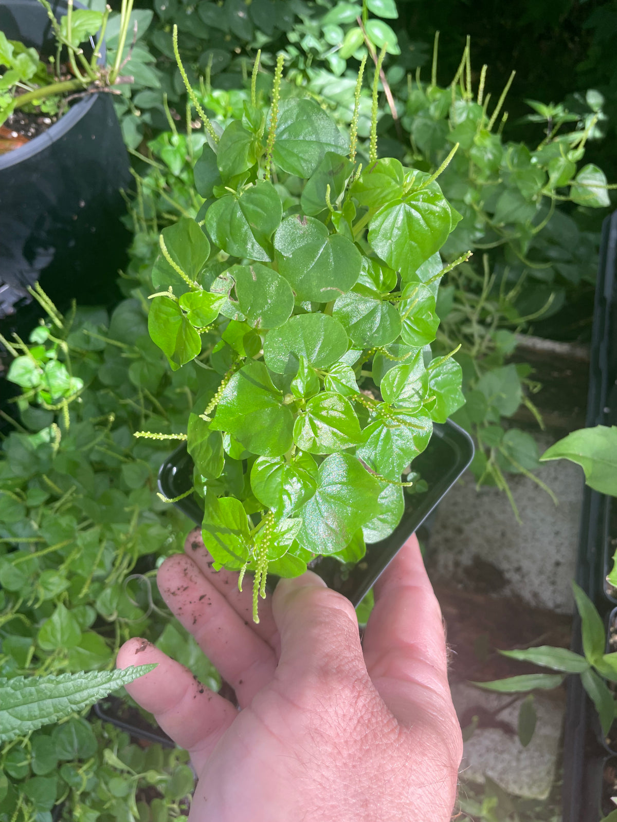 Crab Claw Herb / Rau Cang Ca - Peperomia pellucida