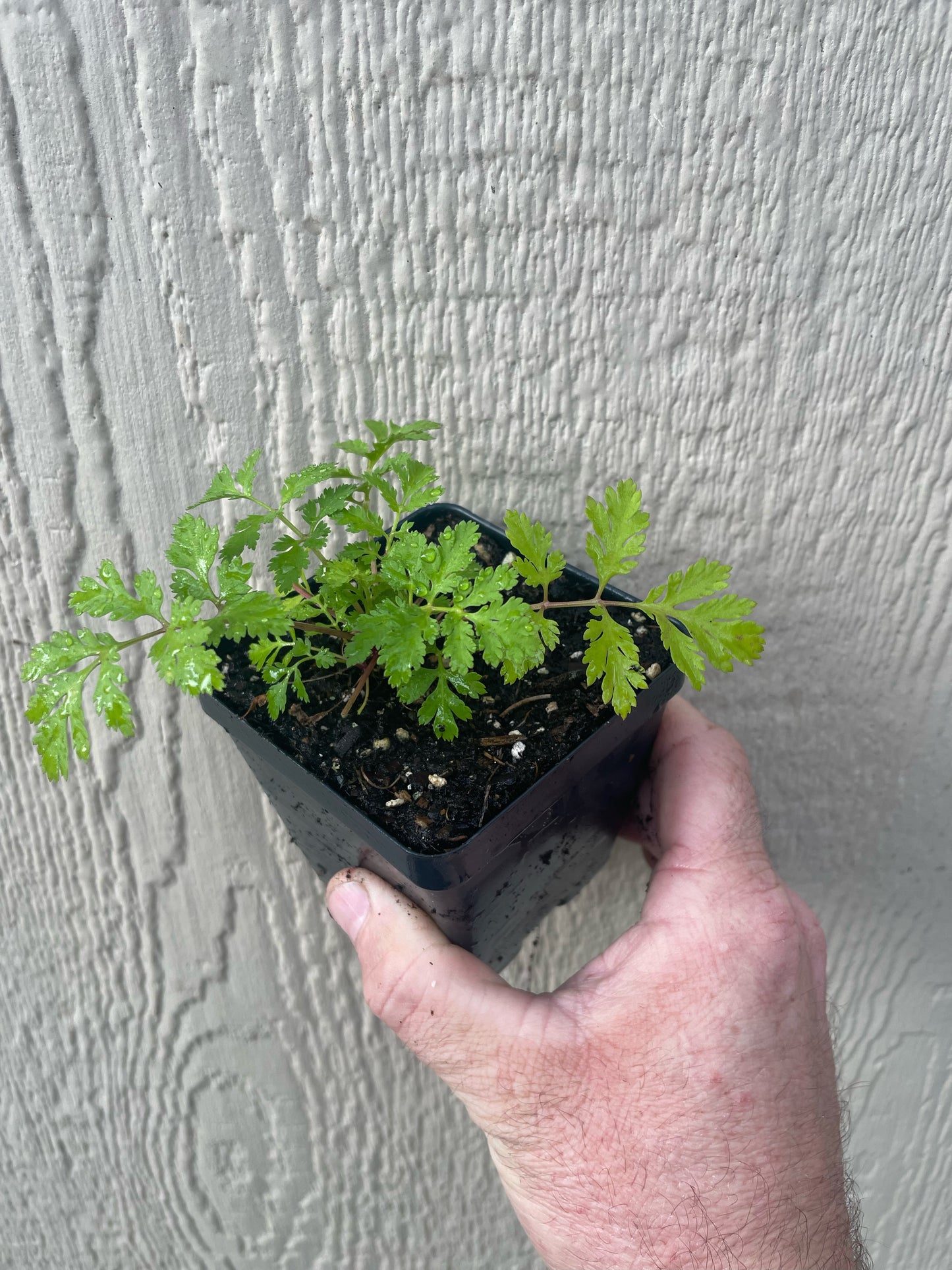 Feverfew - Tanacetum parthenium