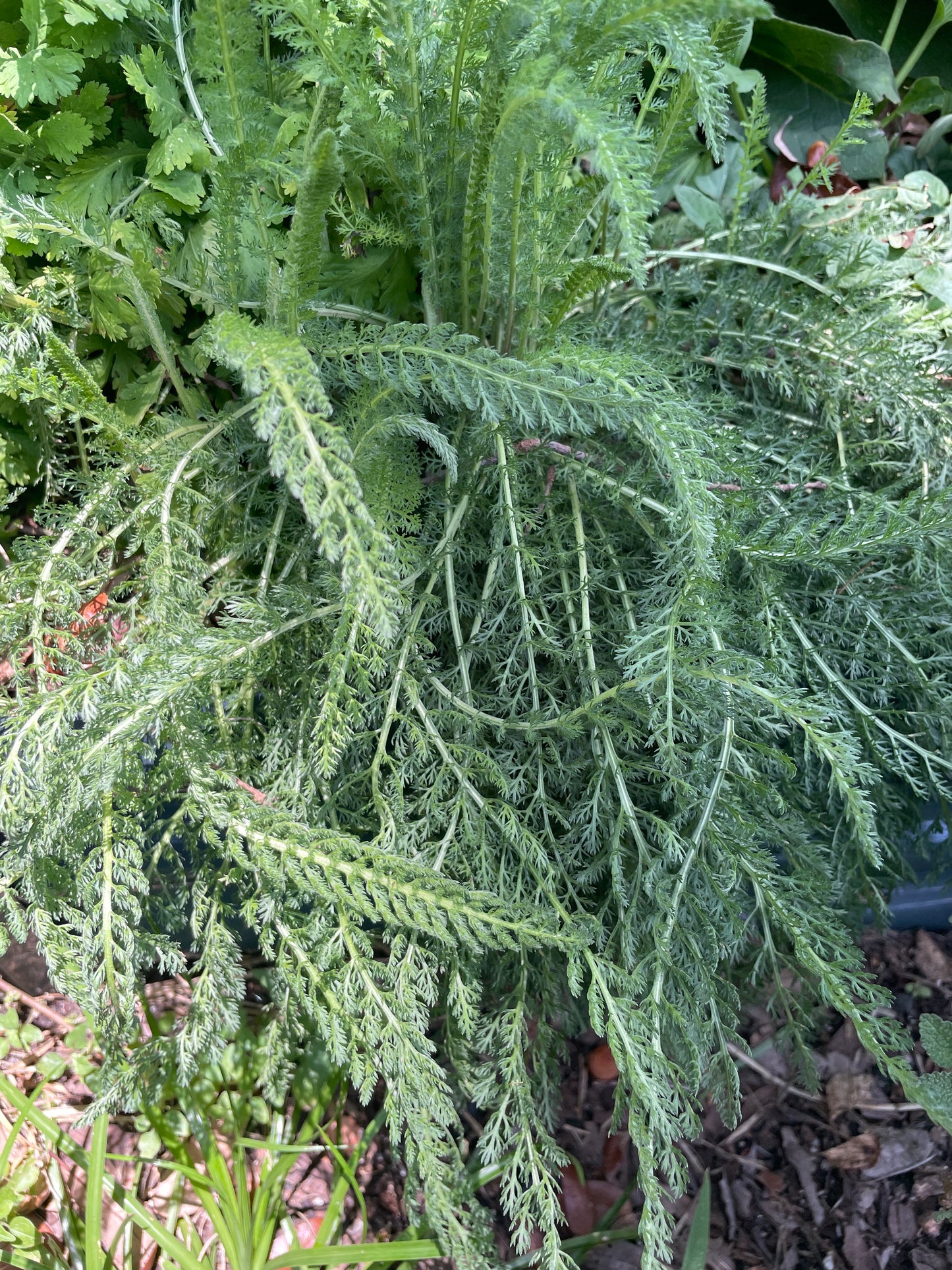 Yarrow - Achillea millefolium