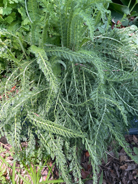 Yarrow - Achillea millefolium