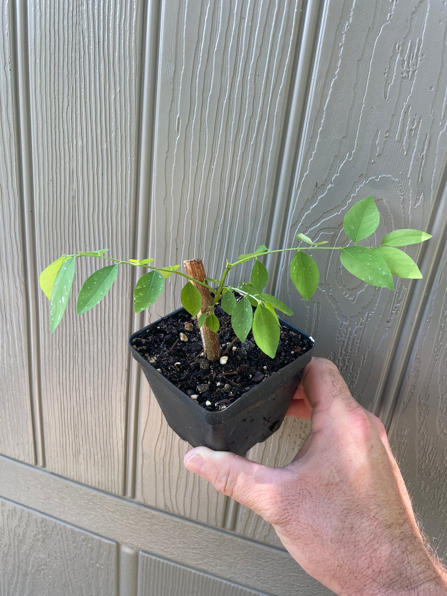 Perennial and Tropical Greens