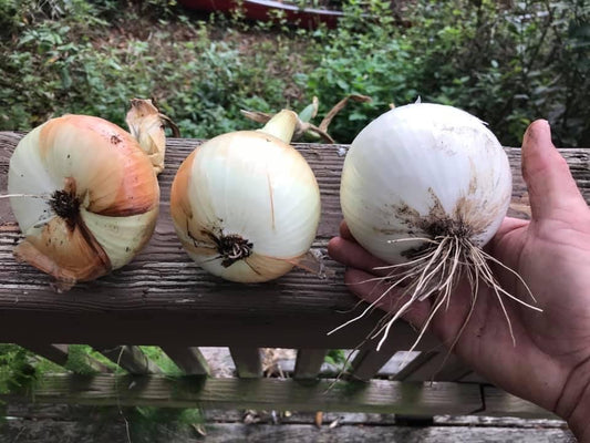 Short Day Onion Starts - Buy Bundle of 4 dozen