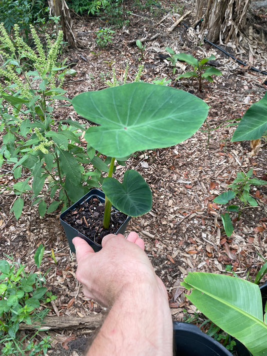 Taro - Colocasia esculenta