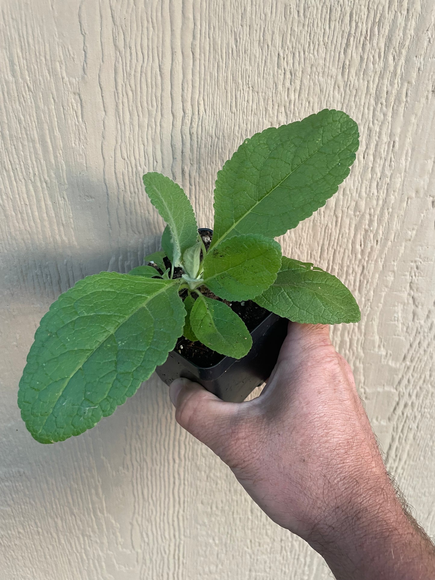 Mullien - Verbascum thapsus