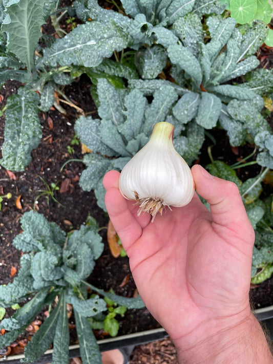 Pre-Vernalized Seed Garlic 1/4lb. Preorder, Ships Mid December