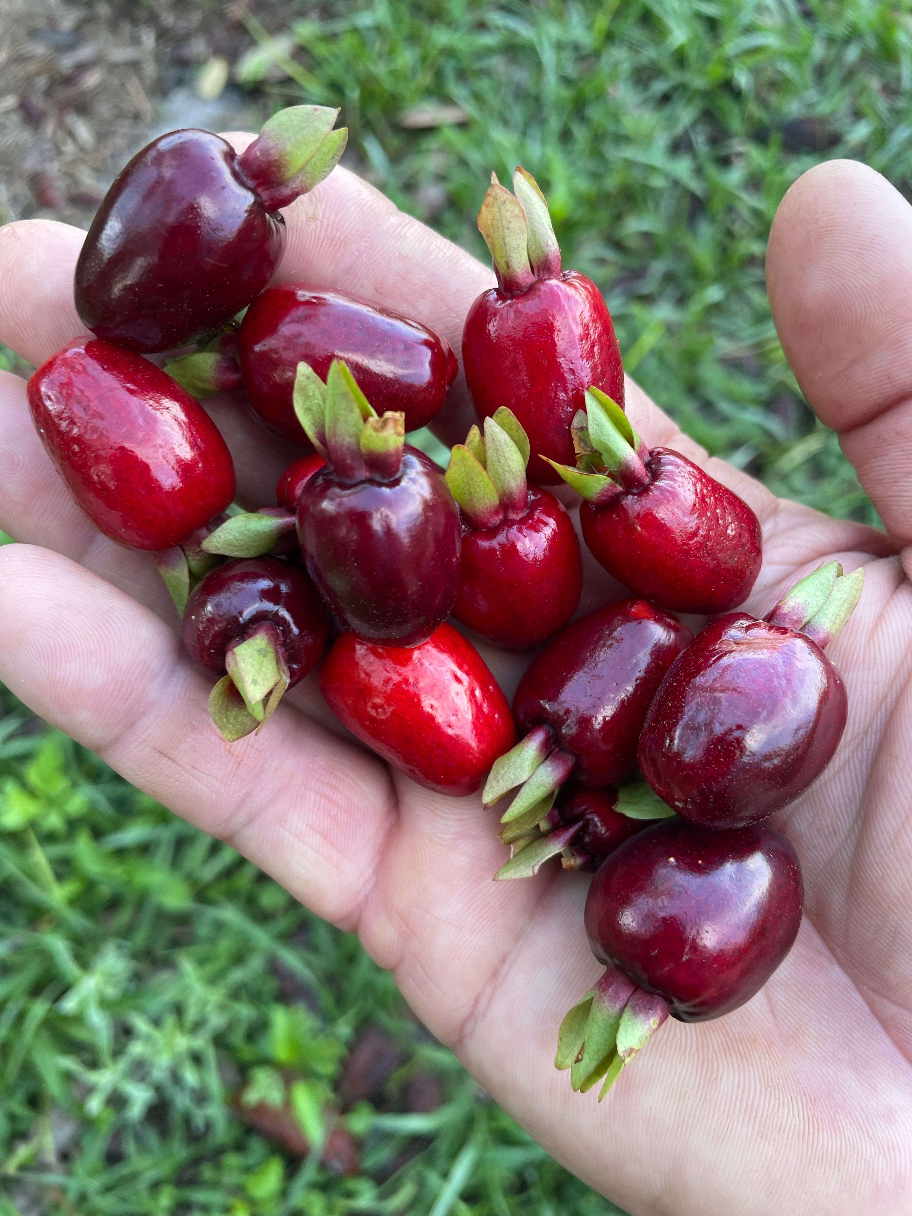 Cherry of the Rio Grande - Eugenia Involucrata - Buy seedling