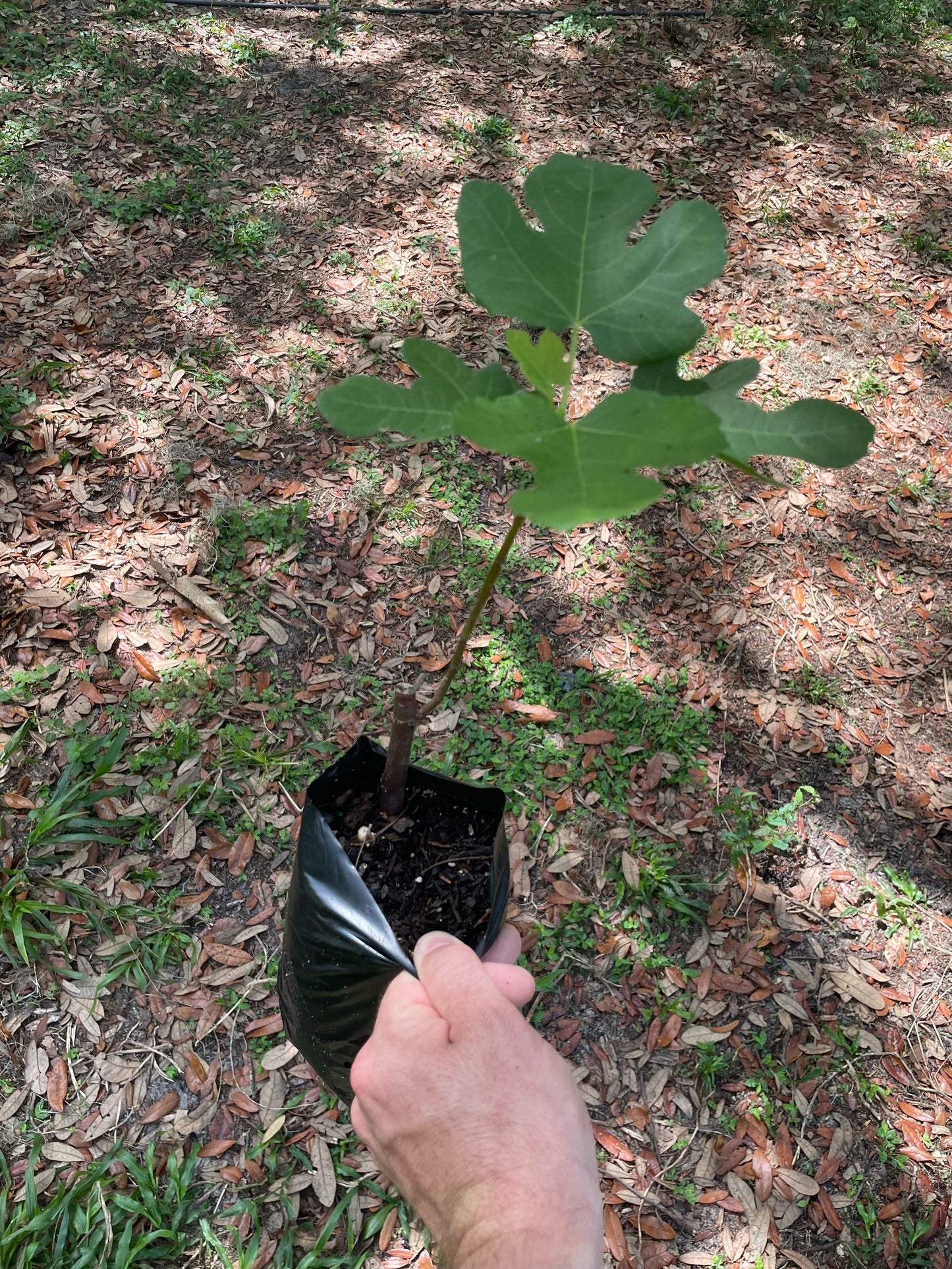 LSU Purple Fig - Buy Fig Tree